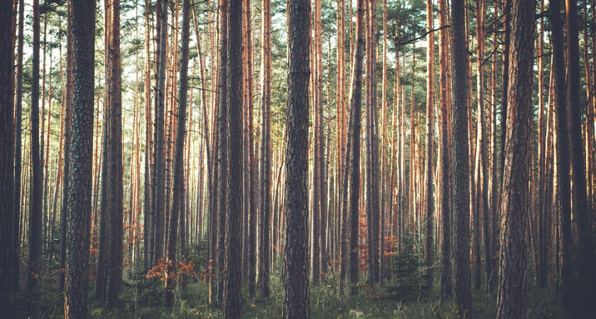 Власти Воронежской области вернулись к проекту «зеленого пояса»