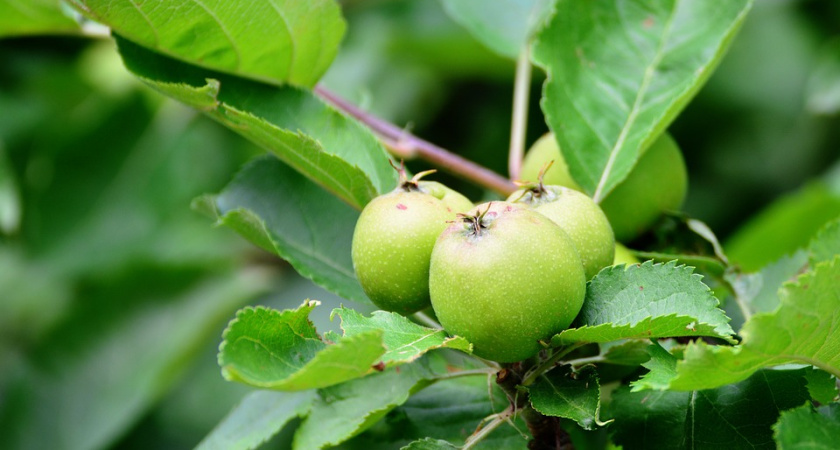 Воронежская прокуратура отсудила у «Выбора» участок яблоневого сада