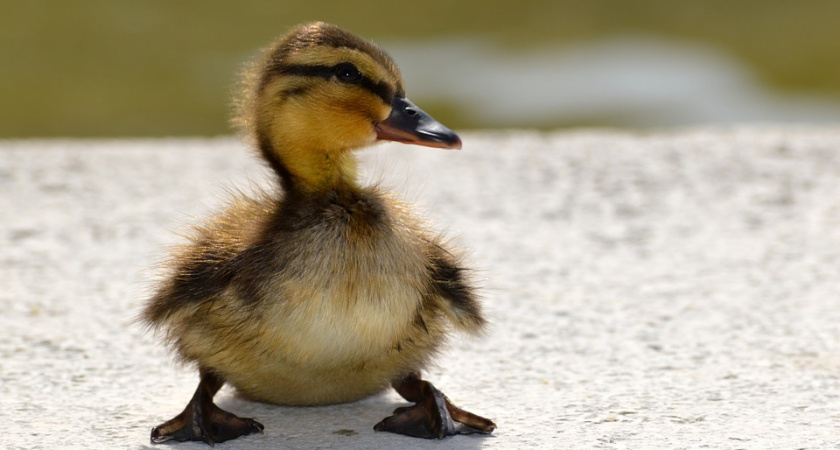 Вместо «Рамонской индейки» под Воронежем появится утиная ферма Геннадия Мешкова