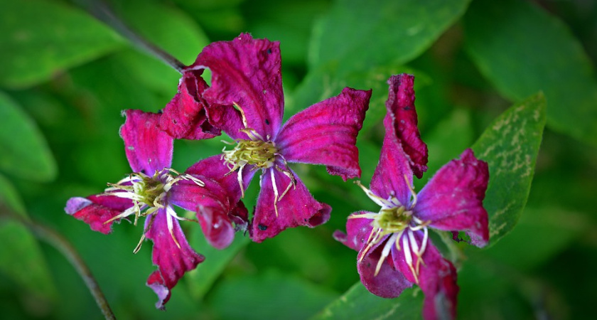 Мэр Воронежа раскритиковал городские клумбы