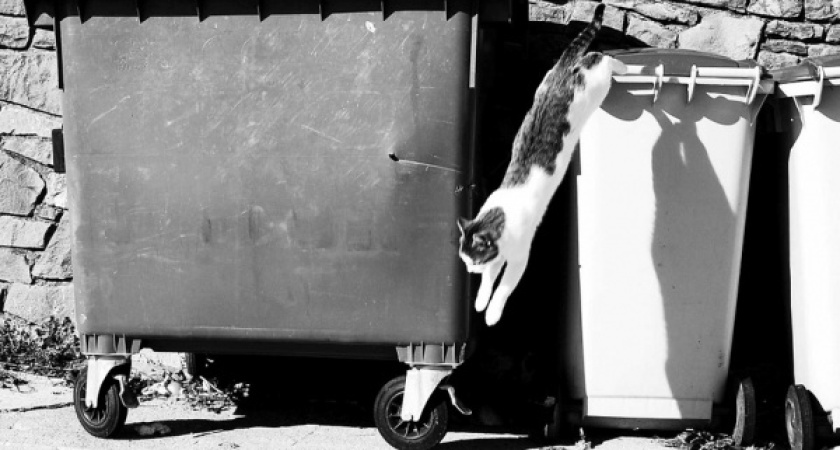 Воронежские мусорные регоператоры добились бюджетного финансирования на приобретение контейнеров   