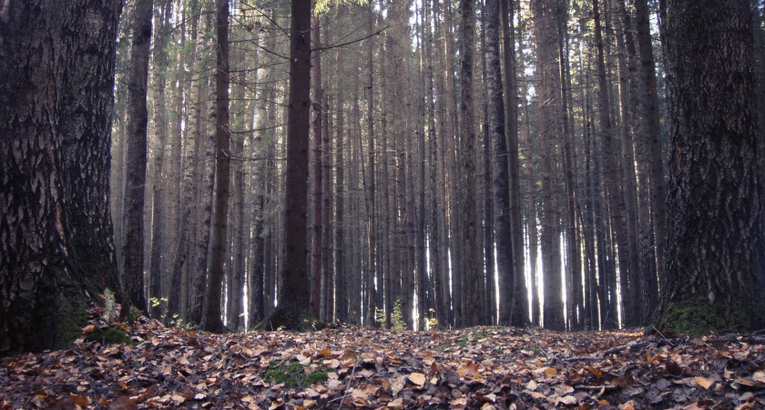 Воронежский заповедник снова потеснили дачники
