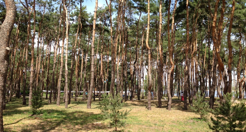 Зеленый пояс вокруг Воронежа подрос до 15,5 тыс. га