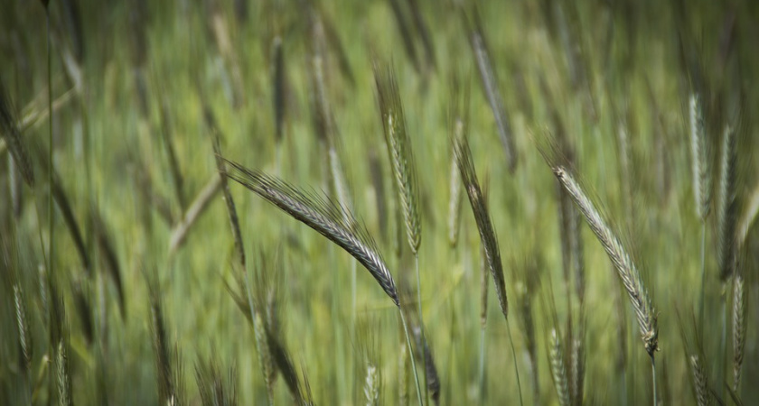 Воронежские власти анонсировали сертификацию земель для органического земледелия