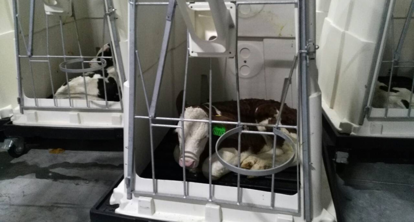 В Воронеже Алексею Гордееву показали первый в России комплекс по превращению молочных телят в «мраморные»