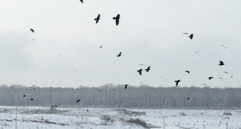 ООО «Каскад» продает вторую очередь полигона ТБО под Воронежем за 384 млн рублей