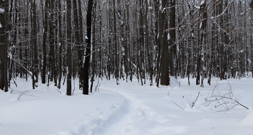 Мэрия Воронежа взяла еще четыре сквера под особую охрану