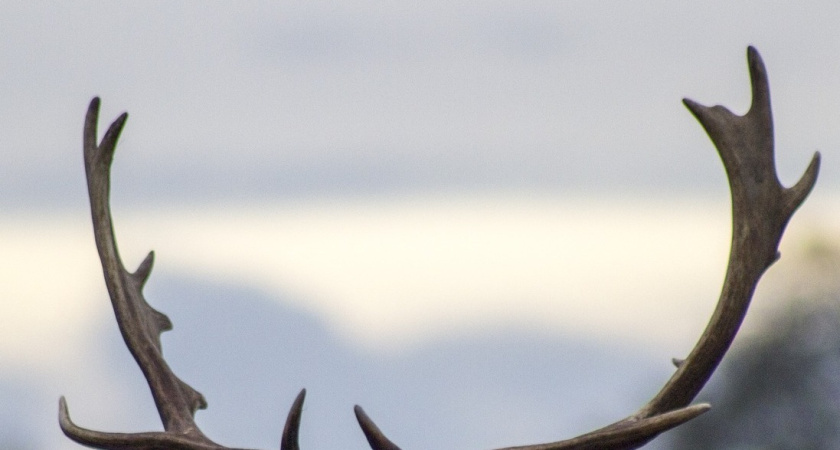 Смерть оленя в Воронеже заставила депутатов Госдумы обратиться в прокуратуру