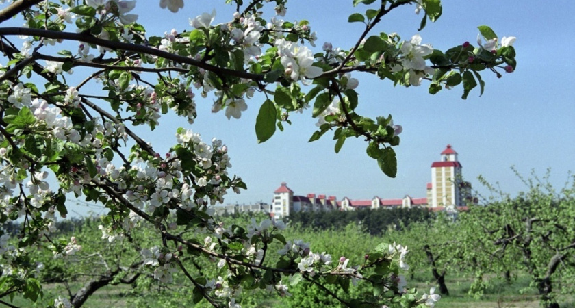 Воронежской прокуратуре удалось отстоять право госсобственности на яблоневые сады