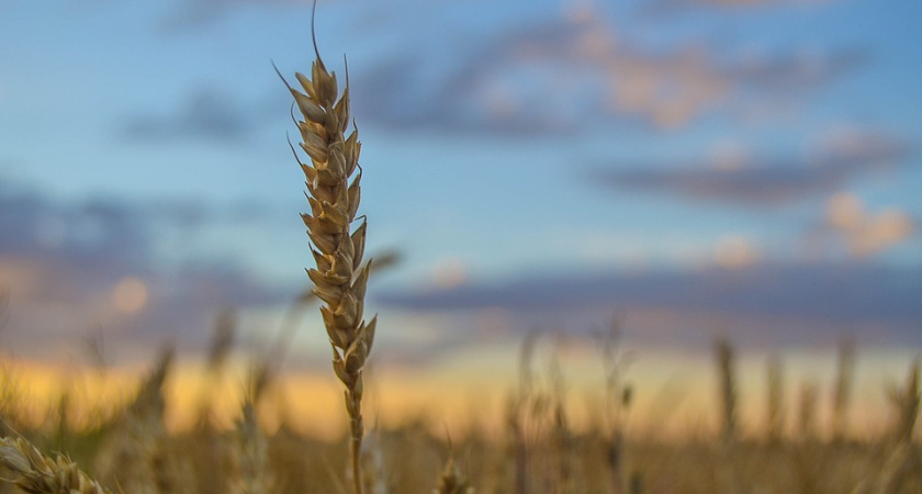 Пустующее с сентября кресло главы воронежского департамента аграрной политики занял Алексей Сапронов