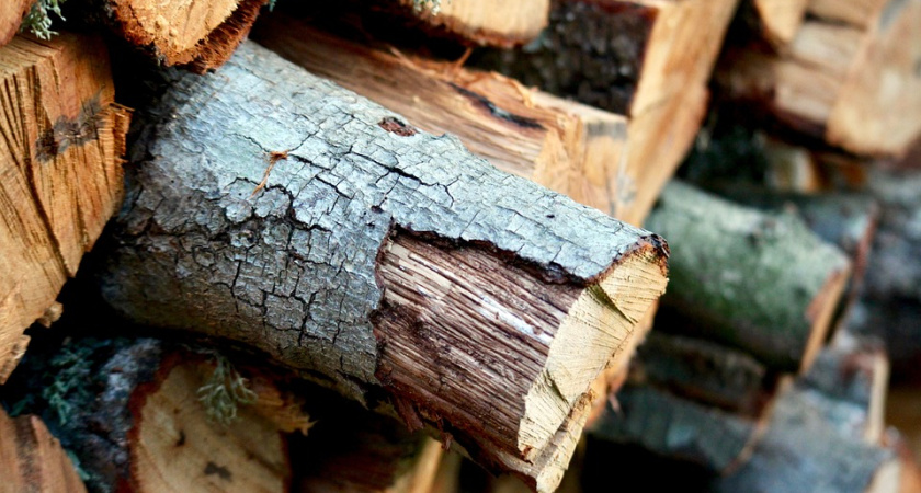 Воронежцам позволили собирать валежник