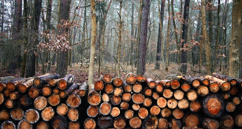 В Воронежской области за год выявили сотню экологических преступлений