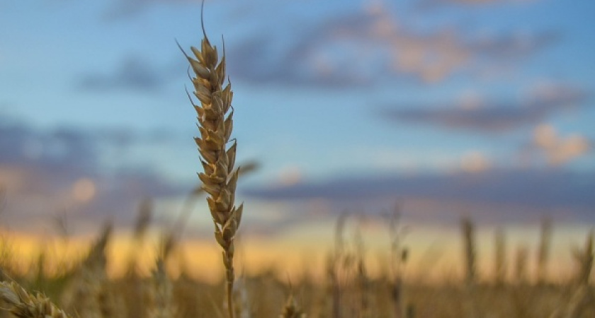 Алексей Сапронов официально возглавил департамент аграрной политики Воронежской области