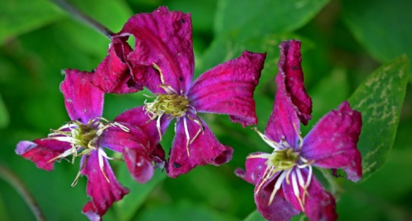 Горбюджет готов дать 20 млн рублей на воронежские клумбы 