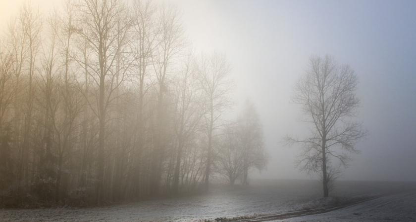 В Воронеже к созданию Большой экотропы приступят в 2019 году