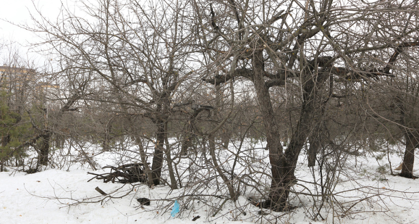 Яблоневые сады под школу: воронежцы определили судьбу земельного участка на Московском проспекте