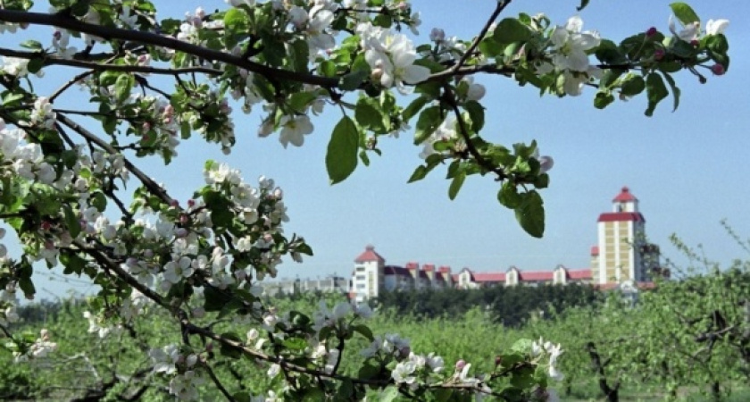 В Верховном суде «Выбор» попытается вернуть воронежские яблоневые сады 