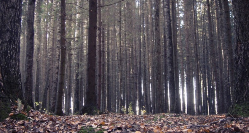 Воронежский заповедник выиграл спор с чиновниками о статусе земель у своих границ