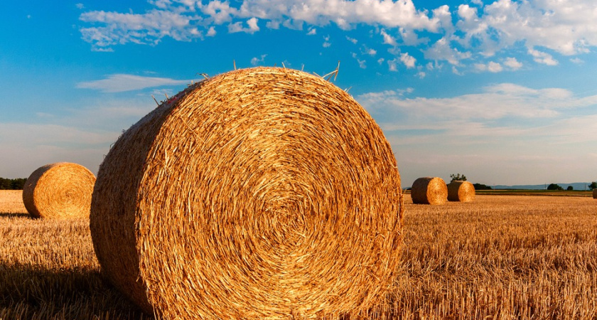 Воронежских аграриев поддержат на 7,7 млрд рублей