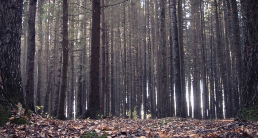 Правоохранители и Минприроды РФ проверят Воронежский заповедник 