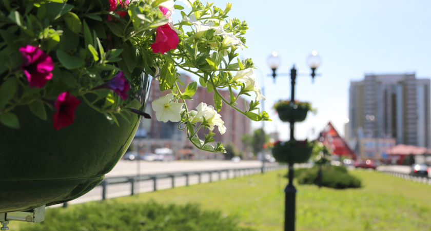 Воронежские клумбы обновили после критики мэра