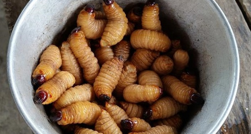 Ульяновский поставщик питания накормил воронежских школьников гречкой с насекомыми