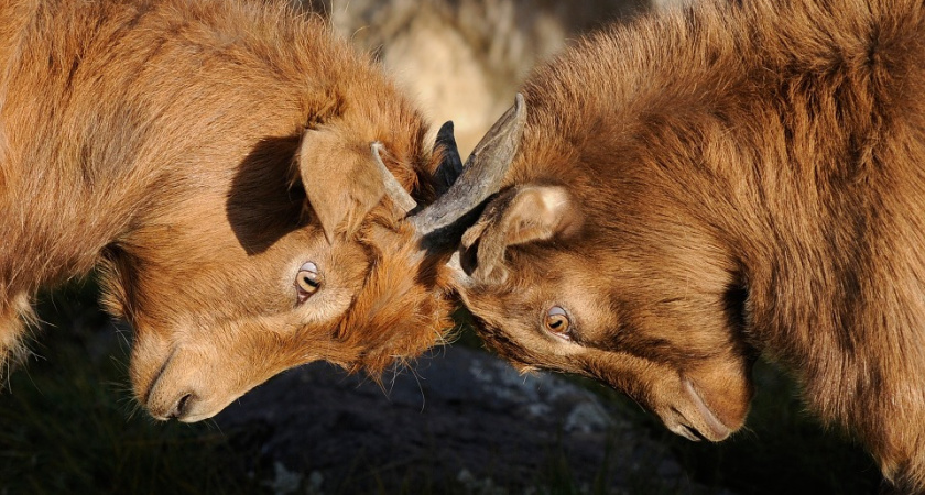 Воронежские «короли госзаказа» поспорили за несерьезный подряд на 10 млн рублей в Семилуках
