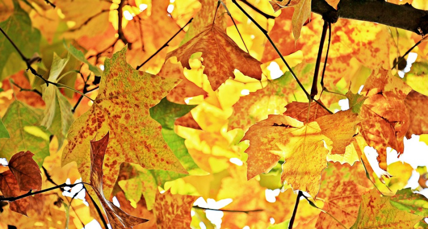 В Воронеже объявили конкурс на разработку концепции благоустройства Бринкманского сада