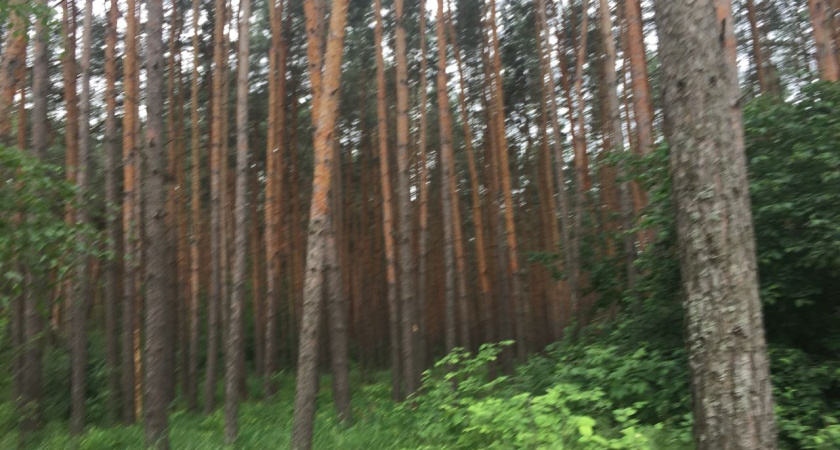 Экс-главу Воронежского заповедника обвинили в растрате бюджетных средств