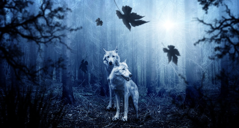 Воронежцы увидят новый фильм Валерии Гай Германики раньше российской премьеры