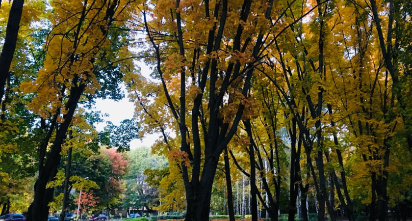 Экоактивисты призвали воронежцев выйти на митинг против вырубки зеленых зон