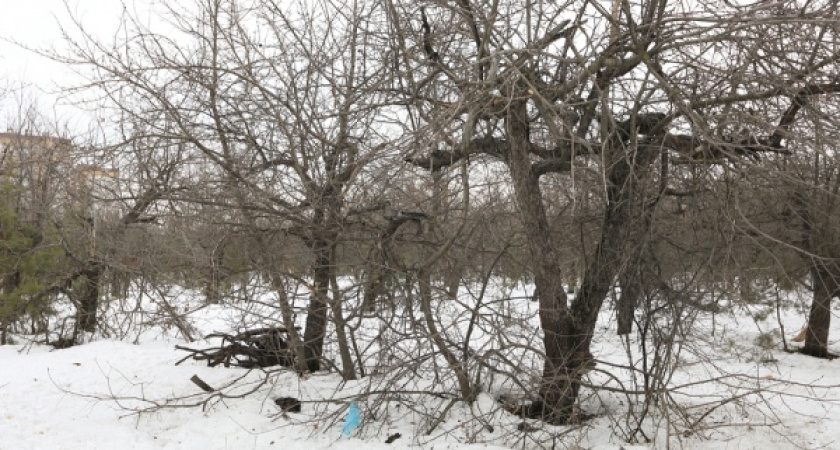 В Воронеже девелоперы поборются за землю у яблоневых садов