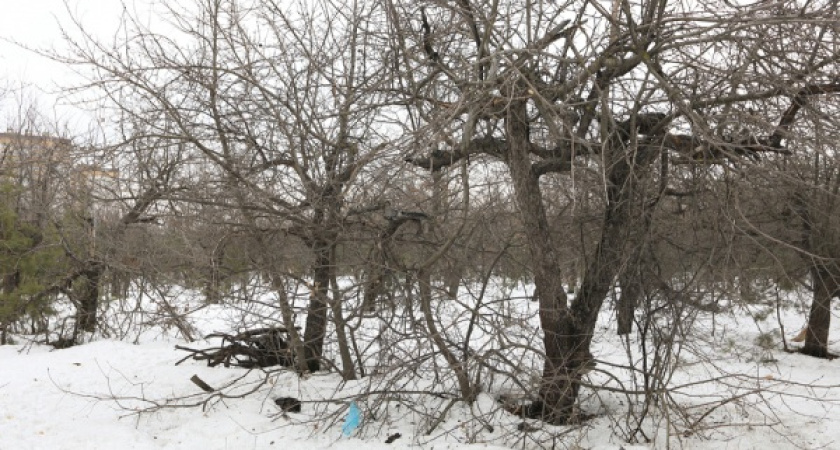 Воронежский бизнесмен заплатит за землю у яблоневых садов 1,2 млрд рублей