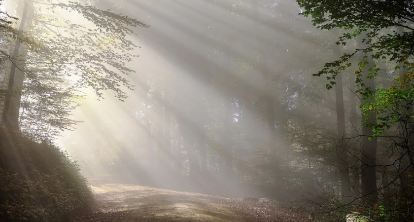 В Воронеже создадут природный парк «Репнинский лес»