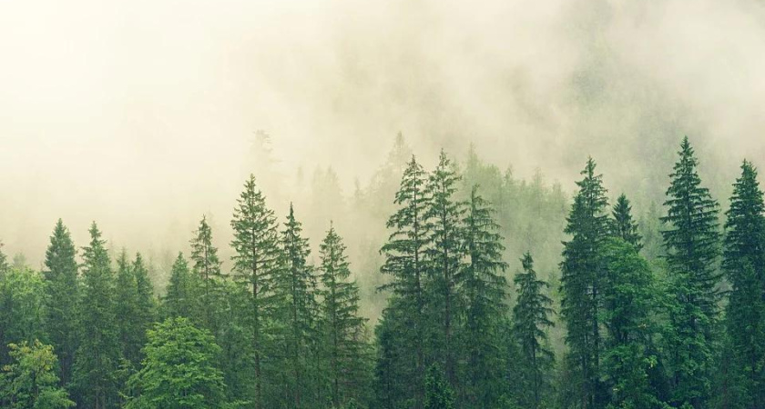 Разработка воронежского лесного плана на десять лет обойдется в 3,6 млн рублей