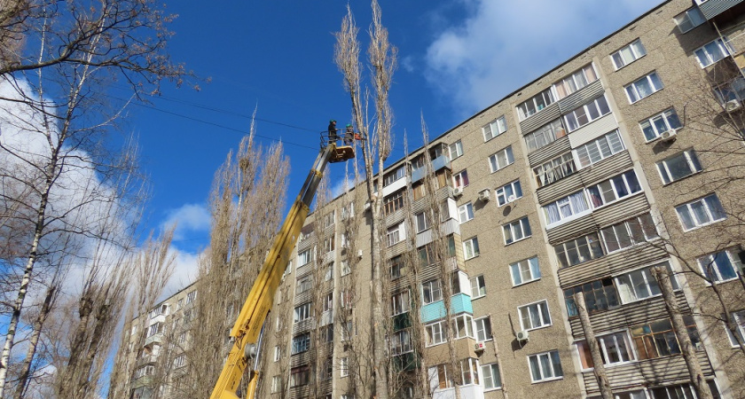 В воронежских дворах управляющие компании опилили 1,5 тыс. старых деревьев