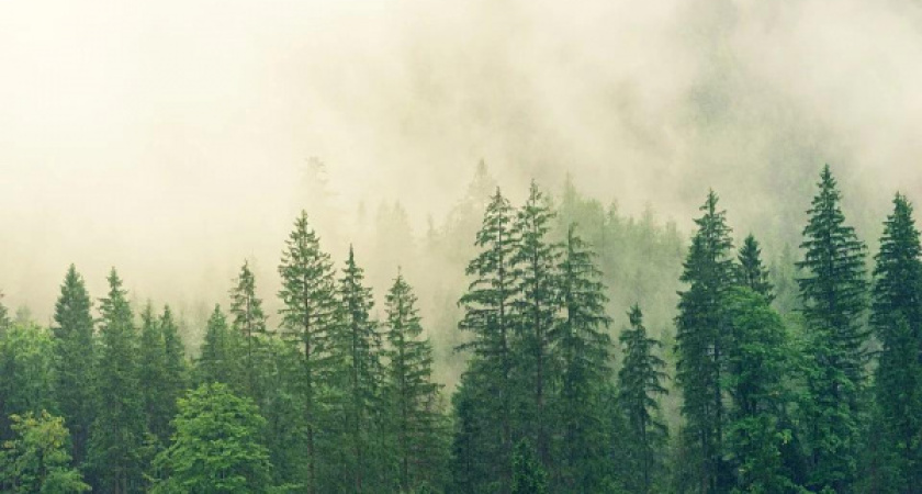 Воронежский лесной план на десять лет разработает «Рослесинфорг»