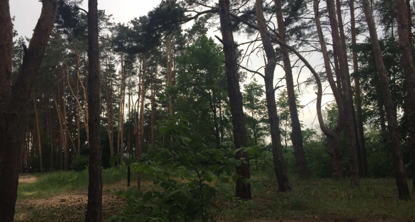 В Воронеже экс-директор заповедника отделался условным сроком за растрату  