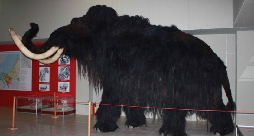 Спустя год воронежским «Костенкам» нашли директора