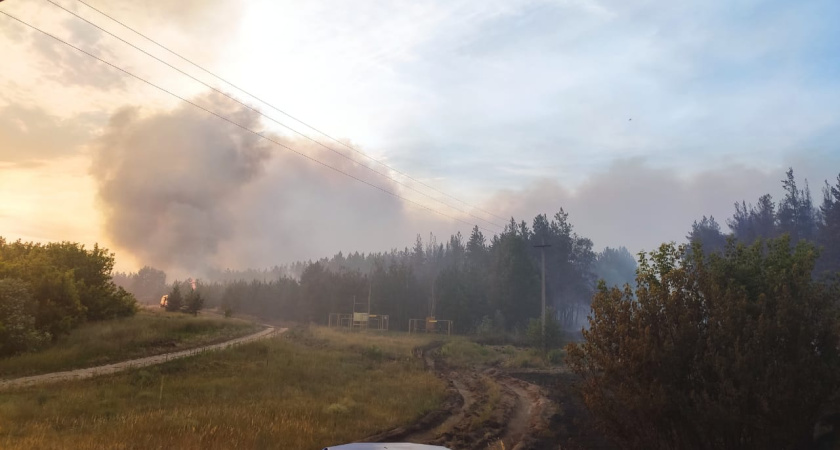 За сутки сгорело 130 га воронежского леса