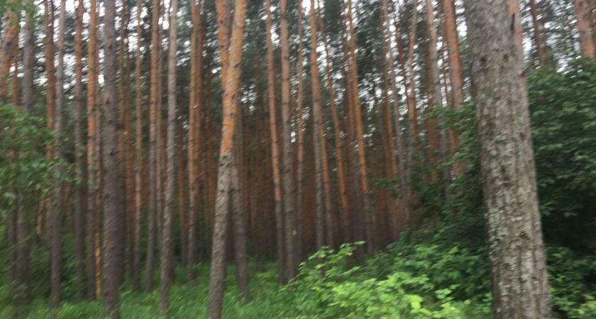В Воронеже власти подтвердили вырубку здоровых деревьев в Северному лесу