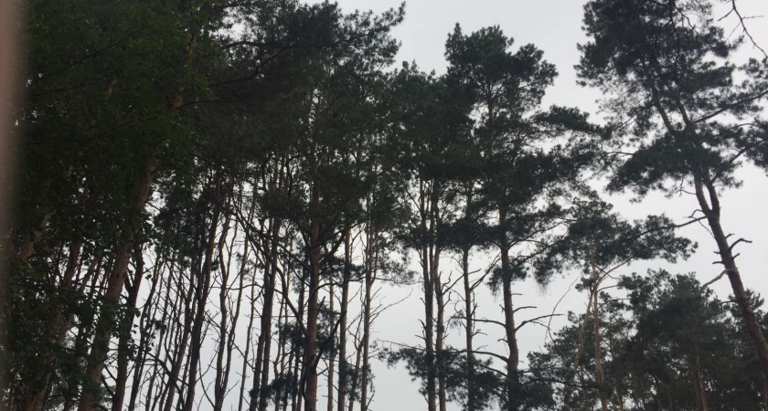 Северный лес в Воронеже должны благоустроить до 2023 года