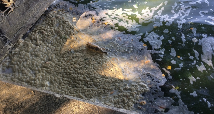Росприроднадзор разберется в появлении пены на воронежском водохранилище 