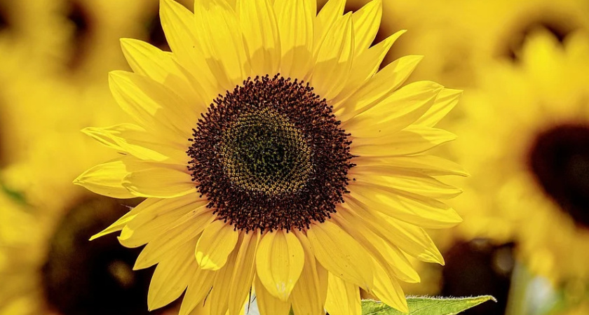 Воронежский «Олсам» прокредитовался в Сбербанке на 1,3 млрд рублей 