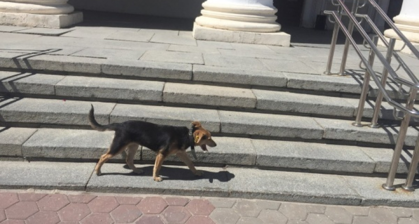 Приют под Воронежем оштрафуют за ужасающие условия содержания собак 