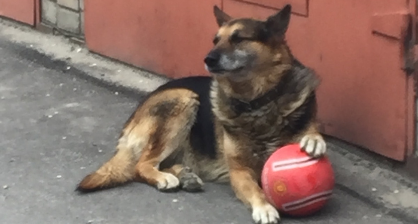 Чипированные бездомные собаки продолжают нападать на людей в Воронеже