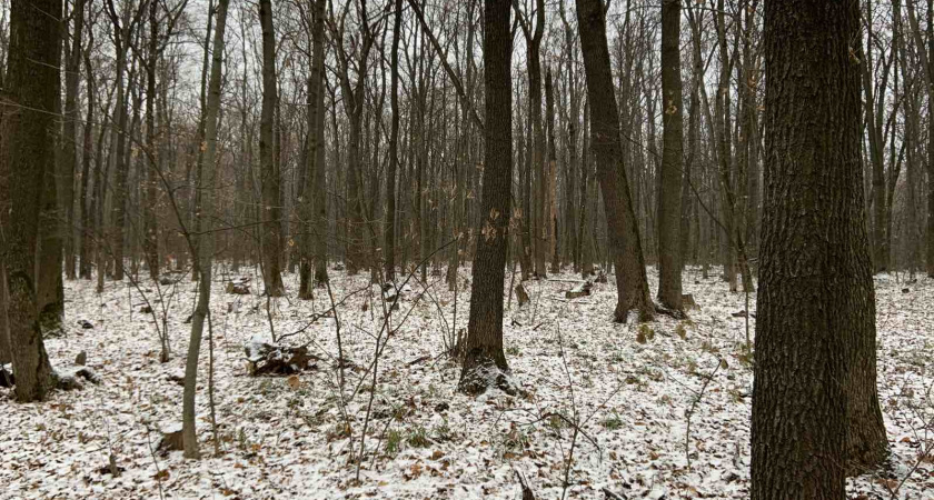 Воронежские леса потребует вложений 8,9 млрд рублей за 10 лет