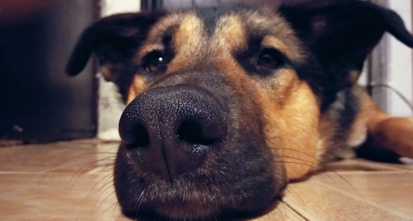 На Песчановке в Воронеже построят приют для 250 бездомных собак