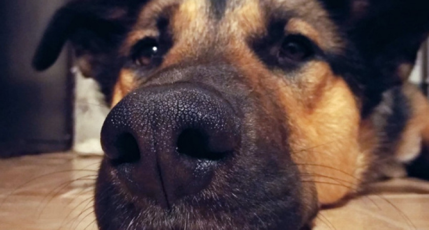 В Воронеже два предпринимателя займутся отловом собак в районах города