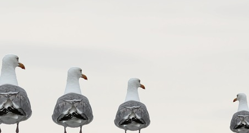 70% воронежцев исключили возможность участвовать в акциях протеста